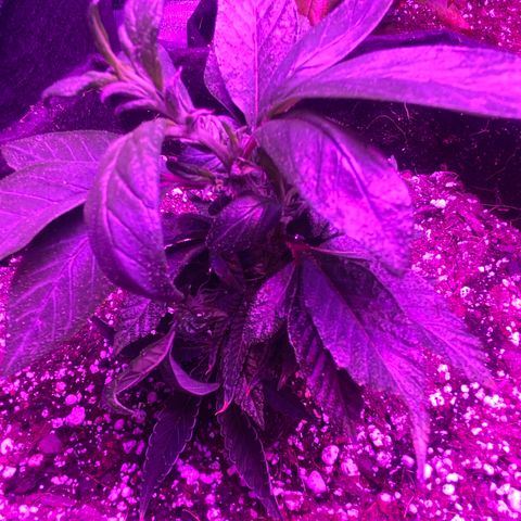 Alora Kush #1 growlog photo: So… according to Google, I Monster Cropped this one. I had this on my list to try, but I wanted a few more grows down before trying. According to discord, these are not bananas and she’s doing just fine.