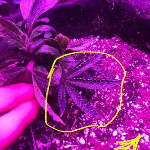 Alora Kush #1 growlog photo: So… according to Google, I Monster Cropped this one. I had this on my list to try, but I wanted a few more grows down before trying. According to discord, these are not bananas and she’s doing just fine.