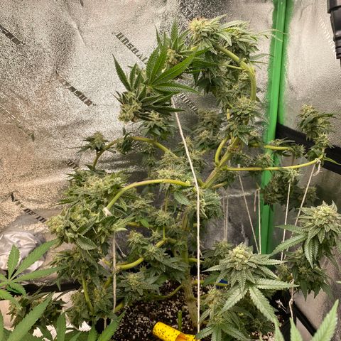 Alora Kush #1 growlog timeline photo