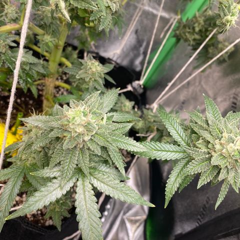 Alora Kush #1 growlog timeline photo