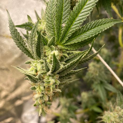 Alora Kush #1 growlog timeline photo