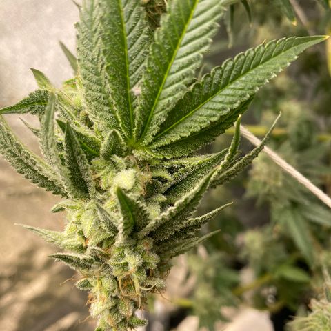 Alora Kush #1 growlog timeline photo