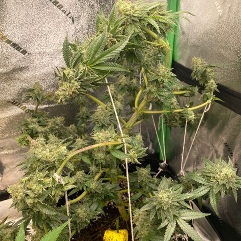 Alora Kush #1 growlog timeline photo