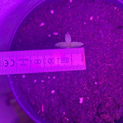 Fast Eddy Automatic growlog timeline photo