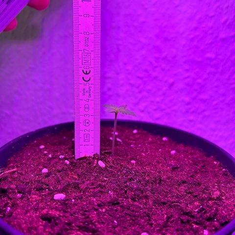 Fast Eddy Automatic growlog timeline photo