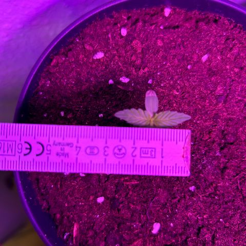 Fast Eddy Automatic growlog timeline photo