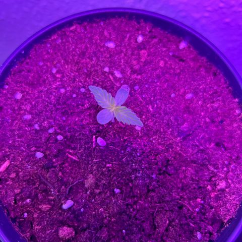 Fast Eddy Automatic growlog timeline photo