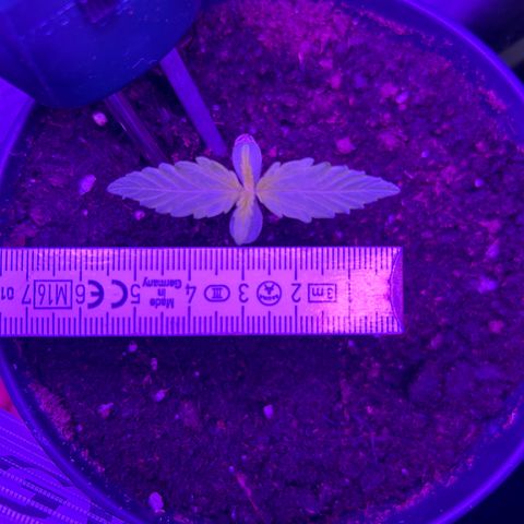 Fast Eddy Automatic growlog timeline photo