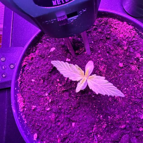 Fast Eddy Automatic growlog timeline photo