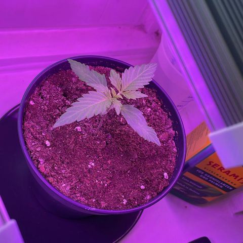 Fast Eddy Automatic growlog timeline photo