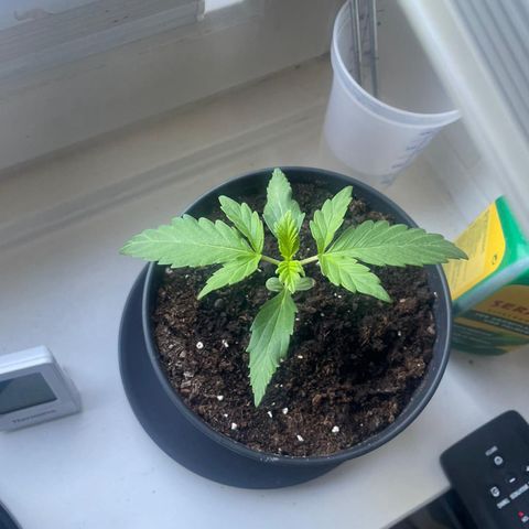 Fast Eddy Automatic growlog timeline photo