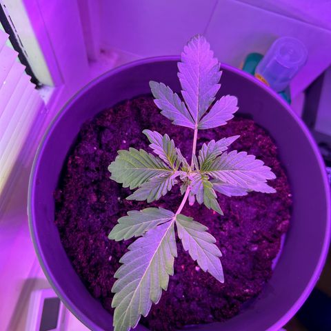 Fast Eddy Automatic growlog timeline photo