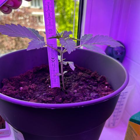 Fast Eddy Automatic growlog timeline photo