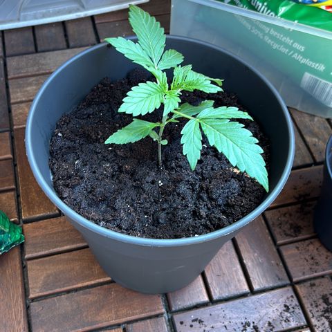 Fast Eddy Automatic growlog timeline photo