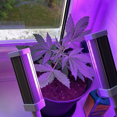 Fast Eddy Automatic growlog timeline photo