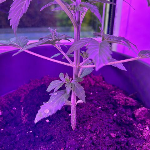 Fast Eddy Automatic growlog timeline photo