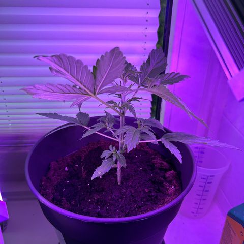 Fast Eddy Automatic growlog timeline photo