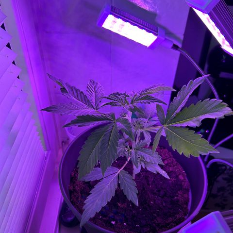 Fast Eddy Automatic growlog timeline photo
