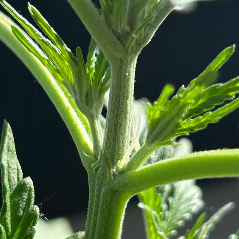 Fast Eddy Automatic growlog photo: Flowering!