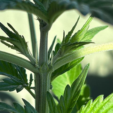 Fast Eddy Automatic growlog photo: Flowering!