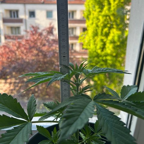 Fast Eddy Automatic growlog photo: Hight: 23 cm