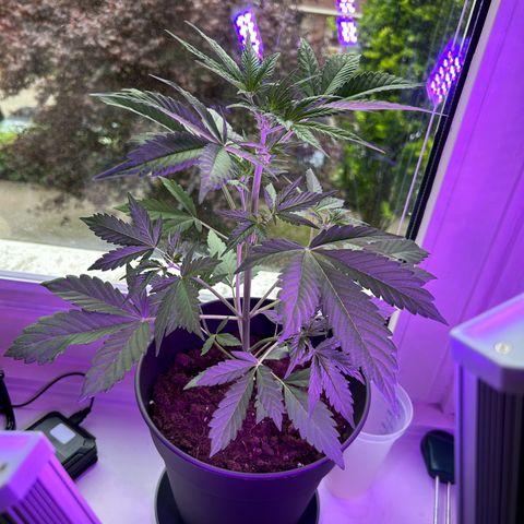 Fast Eddy Automatic growlog photo: Hight: 37 cm