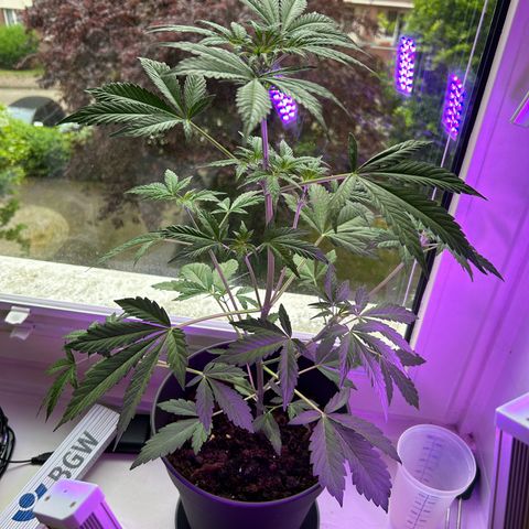 Fast Eddy Automatic growlog timeline photo