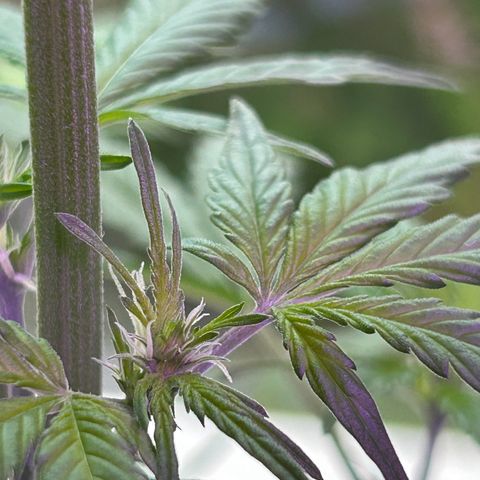 Fast Eddy Automatic growlog timeline photo