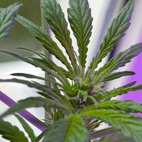 Fast Eddy Automatic growlog timeline photo