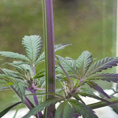 Fast Eddy Automatic growlog timeline photo