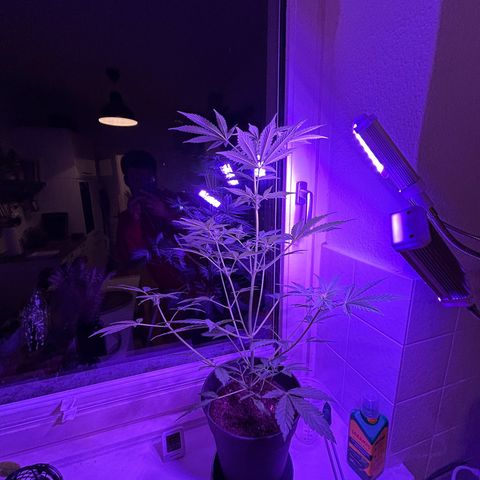 Fast Eddy Automatic growlog timeline photo
