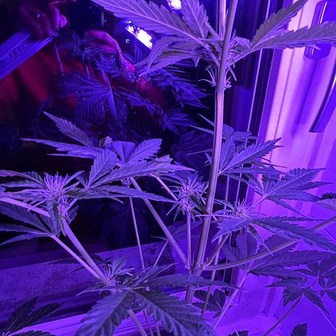 Fast Eddy Automatic growlog timeline photo
