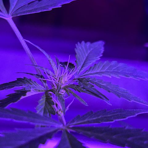 Fast Eddy Automatic growlog timeline photo
