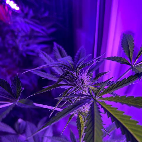 Fast Eddy Automatic growlog timeline photo