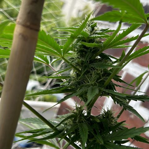Fast Eddy Automatic growlog timeline photo