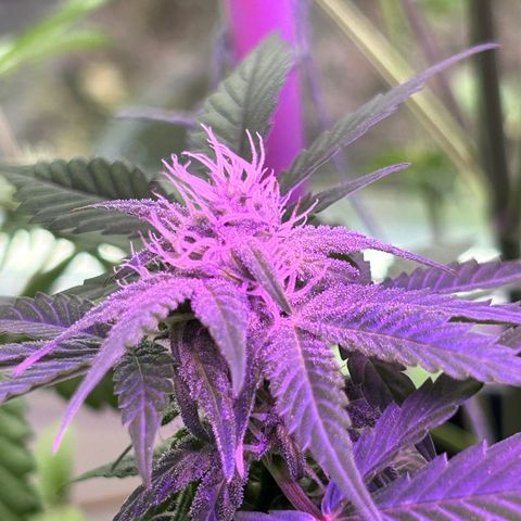 Fast Eddy Automatic growlog timeline photo