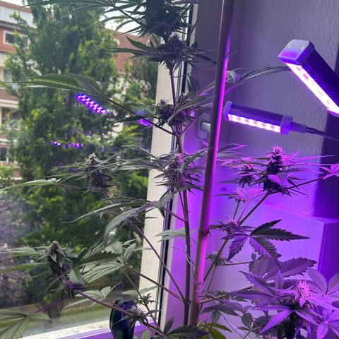 Fast Eddy Automatic growlog timeline photo