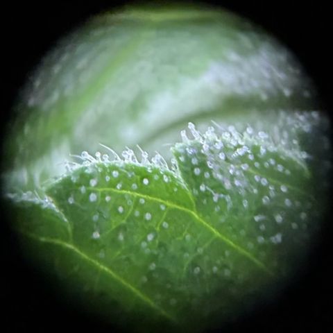 Fast Eddy Automatic growlog timeline photo