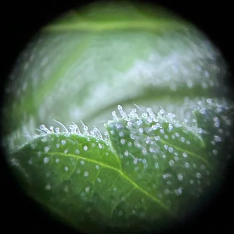 Fast Eddy Automatic growlog timeline photo