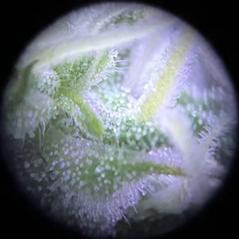Fast Eddy Automatic growlog timeline photo