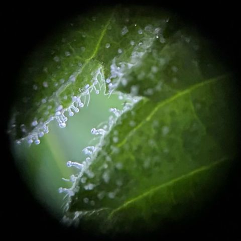 Fast Eddy Automatic growlog timeline photo