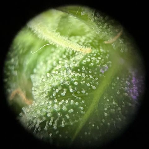 Fast Eddy Automatic growlog timeline photo
