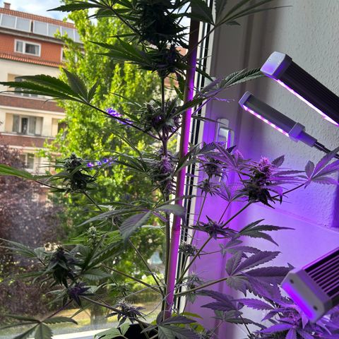Fast Eddy Automatic growlog timeline photo