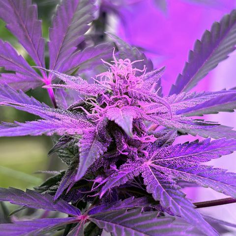 Fast Eddy Automatic growlog timeline photo
