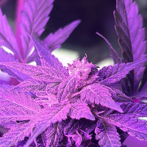 Fast Eddy Automatic growlog timeline photo
