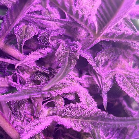 Fast Eddy Automatic growlog timeline photo