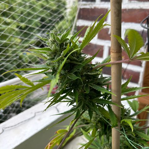 Fast Eddy Automatic growlog timeline photo