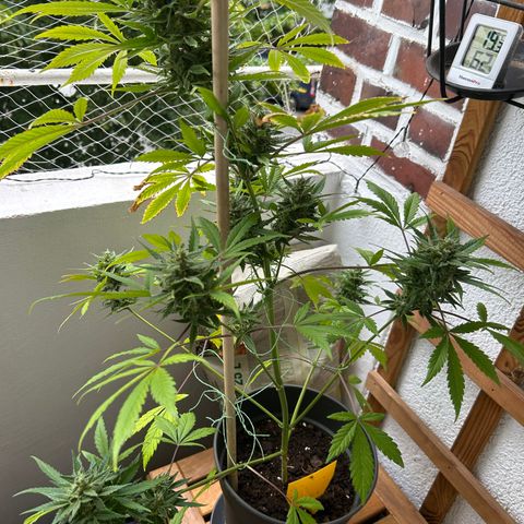 Fast Eddy Automatic growlog timeline photo