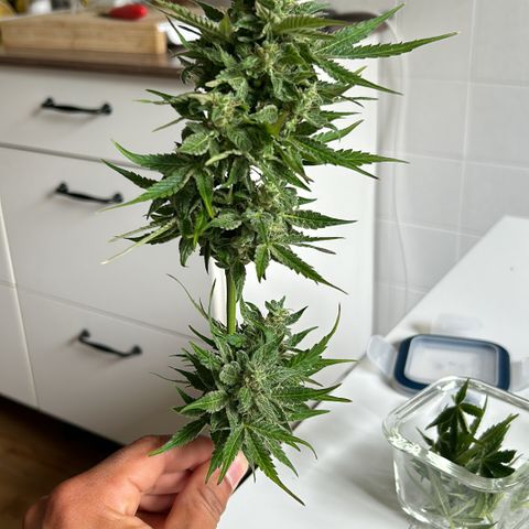 Fast Eddy Automatic growlog timeline photo