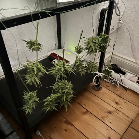 Fast Eddy Automatic growlog timeline photo